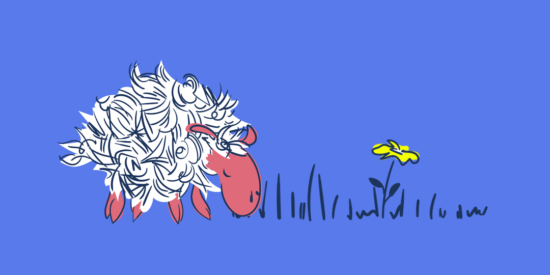 Sheep